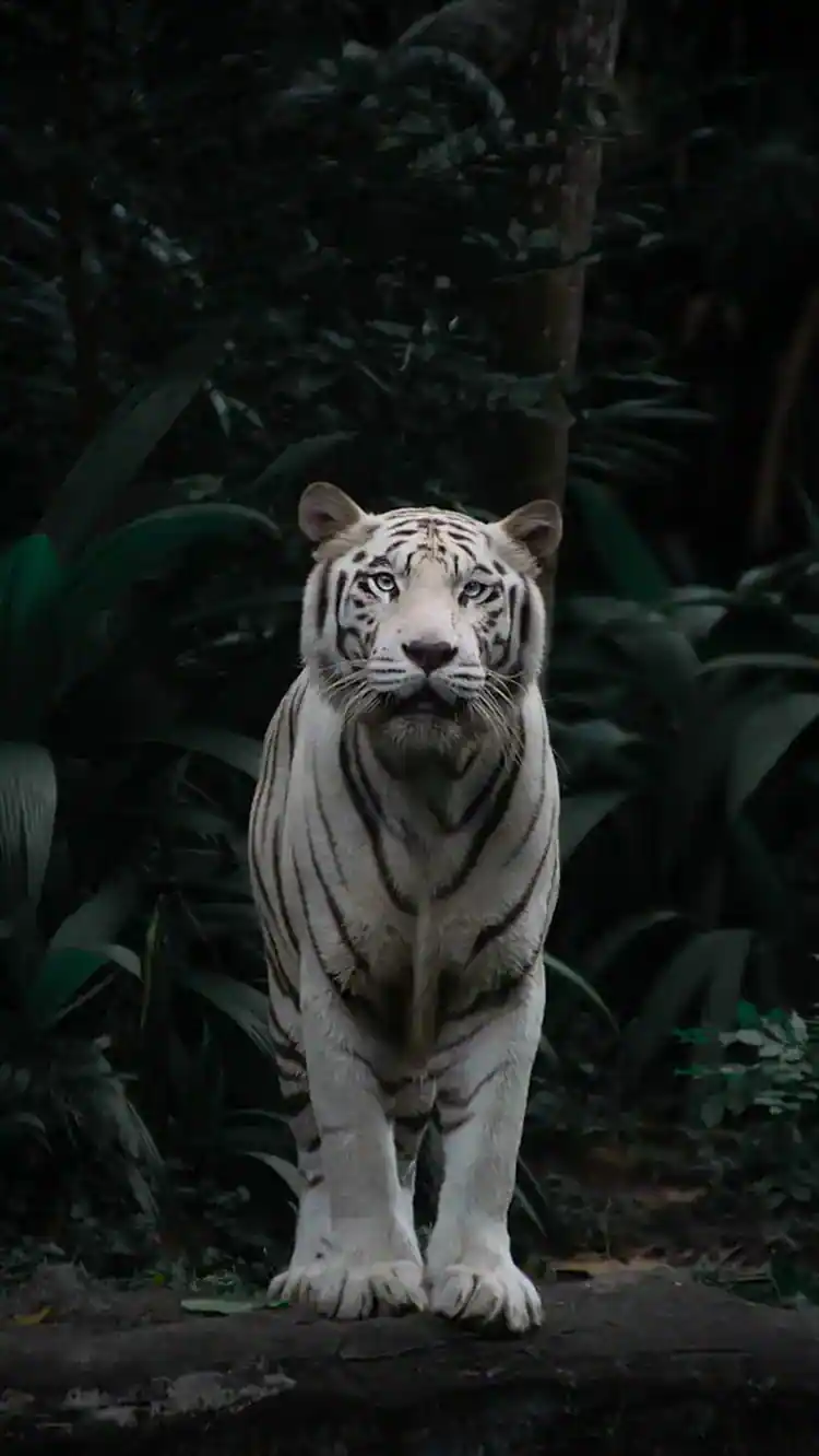 Golden Triangle Tour with Ranthambore